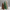 Rustic Evergreen Trio – Handcrafted Wooden Christmas Trees